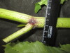 Thumbnail IMG_3199.JPG 