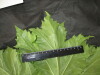 Thumbnail IMG_3200.JPG 