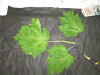 Thumbnail IMG_3202.JPG 