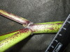 Thumbnail IMG_3203.JPG 