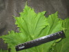 Thumbnail IMG_3204.JPG 