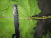 Thumbnail IMG_3205.JPG 