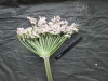 Thumbnail IMG_3206.JPG 