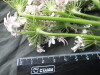Thumbnail IMG_3208.JPG 