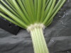 Thumbnail IMG_3209.JPG 