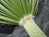 Thumbnail IMG_3210.JPG 
