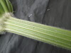 Thumbnail IMG_3212.JPG 