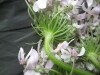 Thumbnail IMG_3213.JPG 