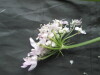 Thumbnail IMG_3214.JPG 