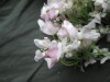 Thumbnail IMG_3215.JPG 