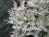 Thumbnail IMG_3217.JPG 