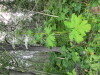 Thumbnail IMG_2791.JPG 