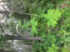 Thumbnail IMG_2792.JPG 