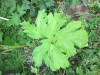 Thumbnail IMG_2793.JPG 