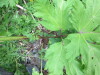 Thumbnail IMG_2794.JPG 