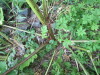 Thumbnail IMG_2795.JPG 