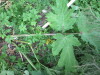 Thumbnail IMG_2796.JPG 