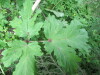 Thumbnail IMG_2797.JPG 