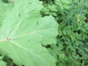 Thumbnail IMG_2798.JPG 