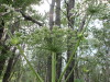 Thumbnail IMG_2799.JPG 