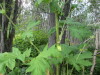 Thumbnail IMG_2801.JPG 