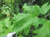 Thumbnail IMG_2802.JPG 