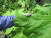 Thumbnail IMG_2803.JPG 
