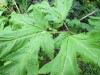Thumbnail IMG_2804.JPG 