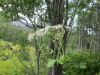 Thumbnail IMG_2805.JPG 