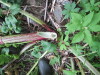 Thumbnail IMG_2806.JPG 