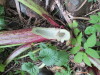 Thumbnail IMG_2807.JPG 