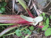 Thumbnail IMG_2808.JPG 