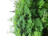 Thumbnail IMG_2809.JPG 