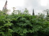 Thumbnail IMG_2810.JPG 