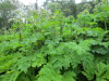 Thumbnail IMG_2811.JPG 