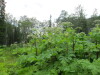 Thumbnail IMG_2812.JPG 