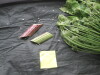 Thumbnail IMG_3250.JPG 