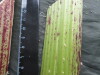Thumbnail IMG_3252.JPG 