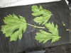 Thumbnail IMG_3254.JPG 