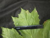 Thumbnail IMG_3256.JPG 