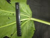 Thumbnail IMG_3257.JPG 