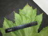 Thumbnail IMG_3258.JPG 