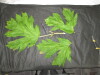 Thumbnail IMG_3259.JPG 