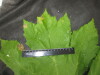 Thumbnail IMG_3260.JPG 