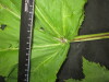 Thumbnail IMG_3261.JPG 