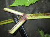 Thumbnail IMG_3262.JPG 