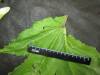 Thumbnail IMG_3263.JPG 