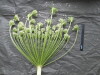 Thumbnail IMG_3264.JPG 