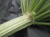 Thumbnail IMG_3265.JPG 