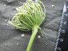 Thumbnail IMG_3266.JPG 